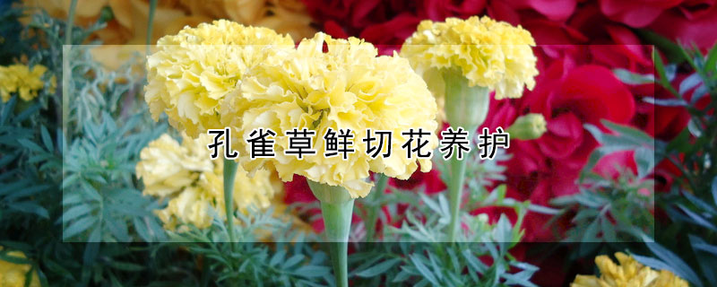 孔雀草鮮切花養(yǎng)護(hù)