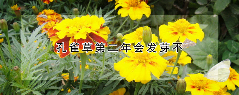 孔雀草第二年會(huì)發(fā)芽不