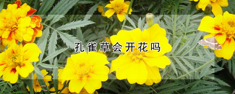 孔雀草會(huì)開花嗎