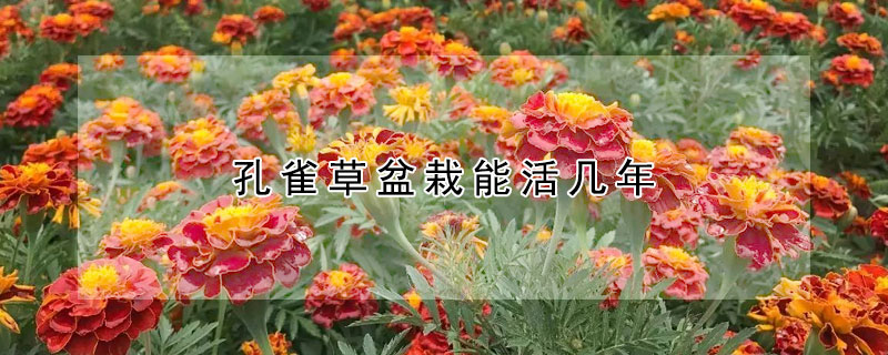 孔雀草盆栽能活幾年