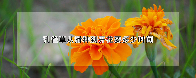 孔雀草從播種到開花要多少時間