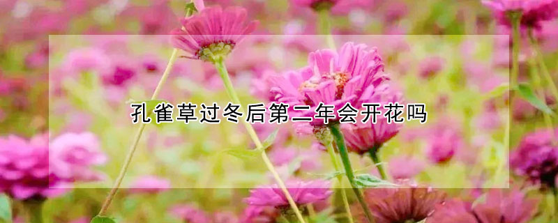 孔雀草過冬后第二年會(huì)開花嗎