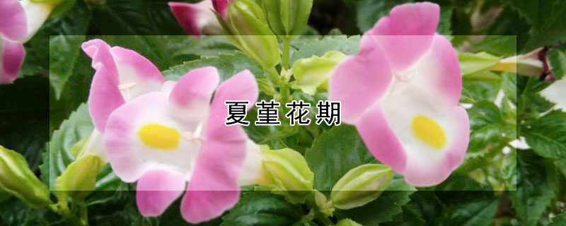 夏堇花期