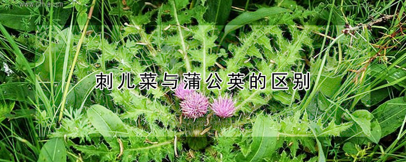 刺兒菜與蒲公英的區別