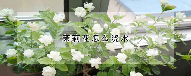 茉莉花怎么澆水