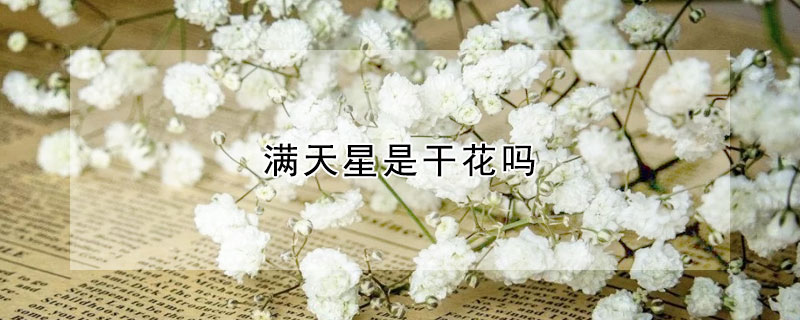 滿天星是干花嗎