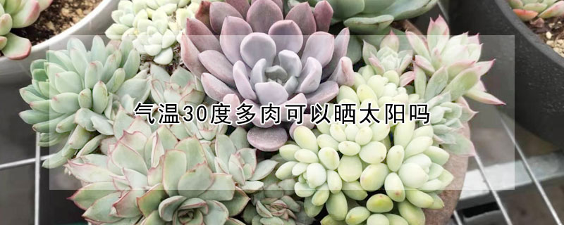 氣溫30度多肉可以曬太陽(yáng)嗎