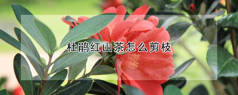 杜鵑紅山茶怎么剪枝