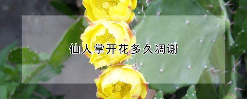 仙人掌開(kāi)花多久凋謝