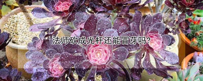 法師砍成光桿還能冒芽嗎?