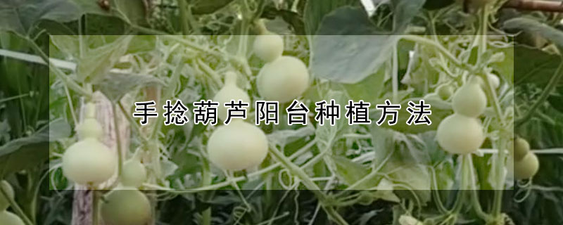 手捻葫蘆陽臺種植方法