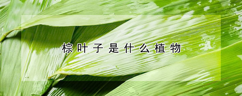 棕葉子是什么植物