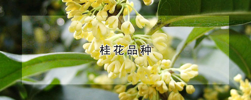 桂花品種