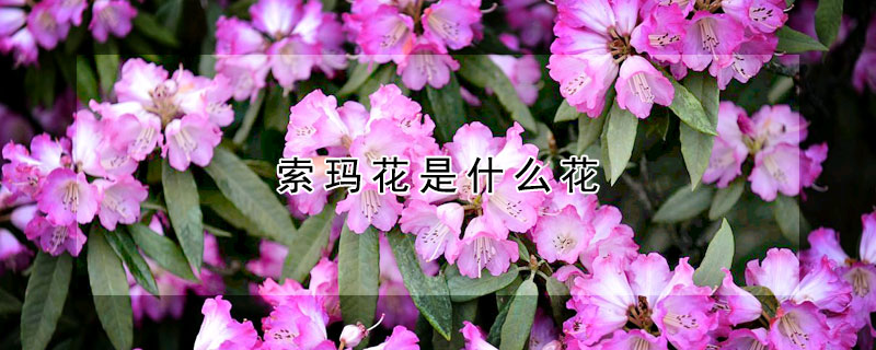 索瑪花是什么花