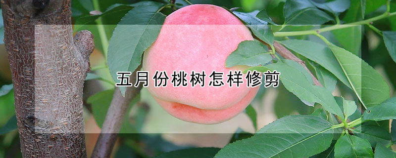 五月份桃樹(shù)怎樣修剪