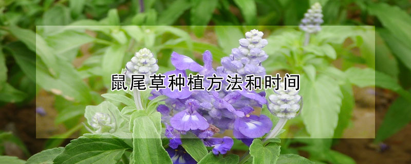 鼠尾草種植方法和時(shí)間