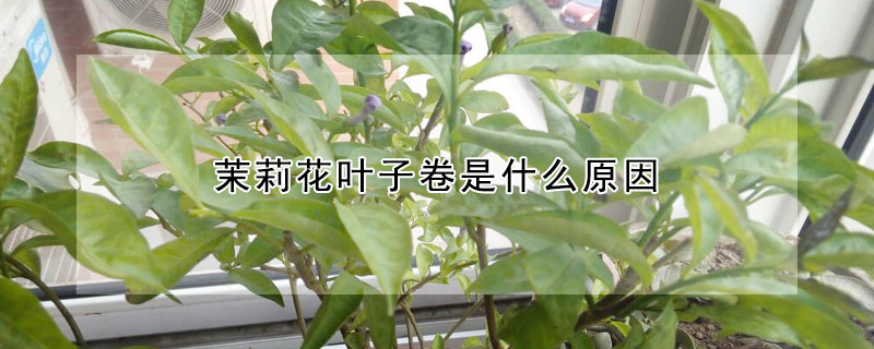 茉莉花葉子卷是什么原因