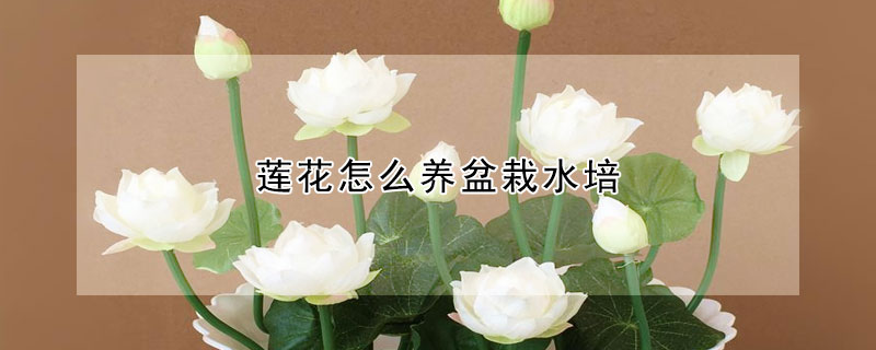 蓮花怎么養(yǎng)盆栽水培