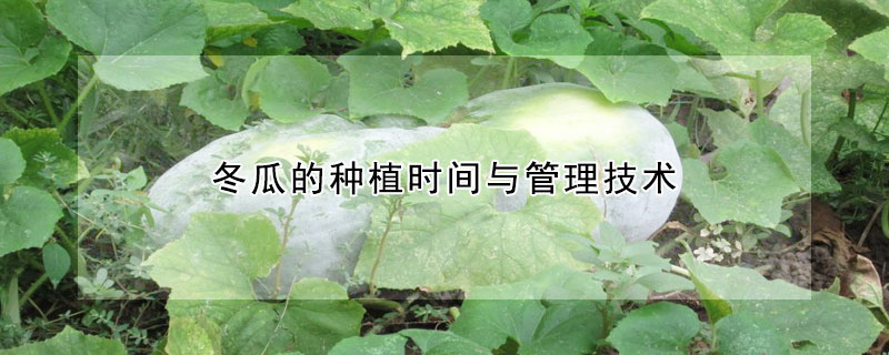 冬瓜的種植時間與管理技術