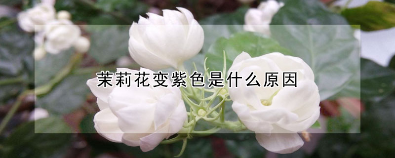 茉莉花變紫色是什么原因