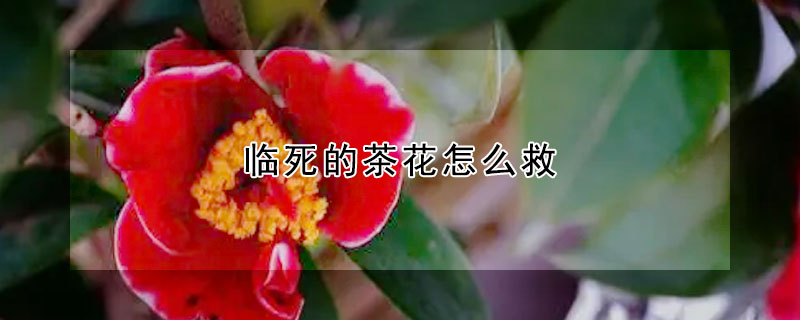 臨死的茶花怎么救