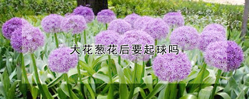 大花蔥花后要起球嗎