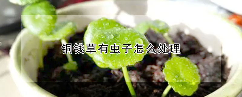 銅錢草有蟲子怎么處理