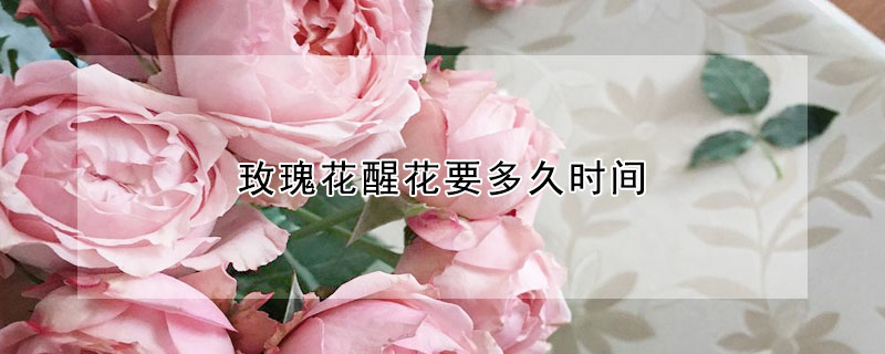 玫瑰花醒花要多久時(shí)間