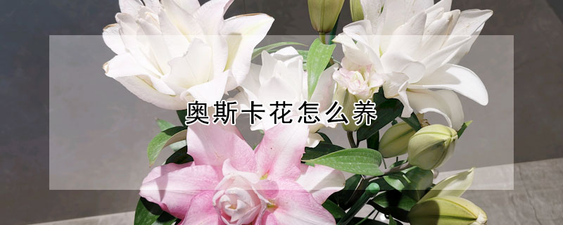 奧斯卡花怎么養