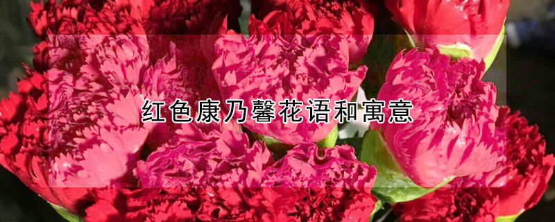 紅色康乃馨花語(yǔ)和寓意