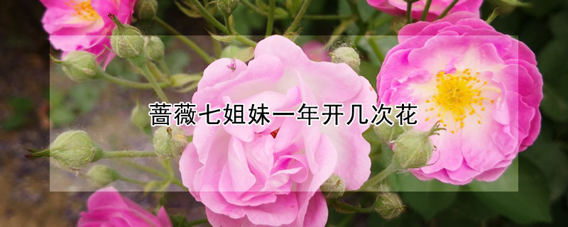 薔薇七姐妹一年開幾次花