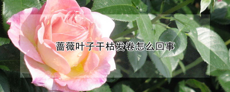 薔薇葉子干枯發(fā)卷怎么回事