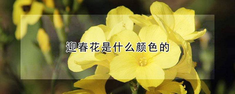 迎春花是什么顏色的