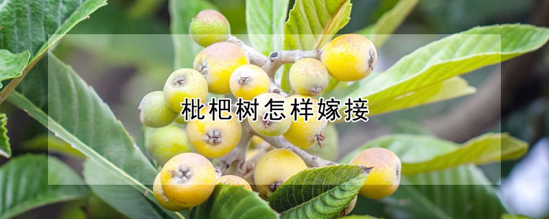 枇杷樹怎樣嫁接