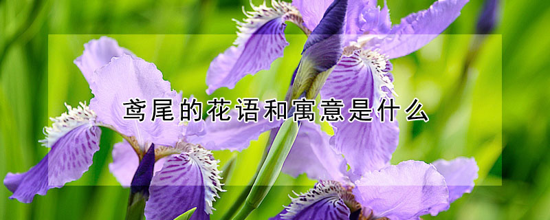 鳶尾的花語和寓意是什么