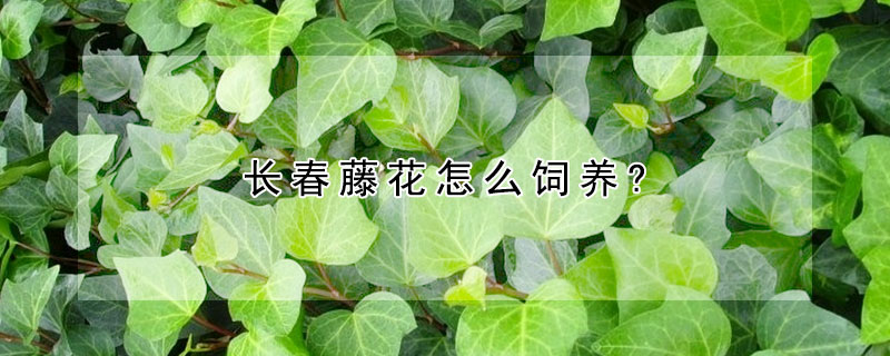 長(zhǎng)春藤花怎么飼養(yǎng)?