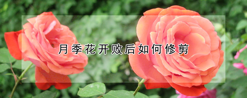 月季花開敗后如何修剪