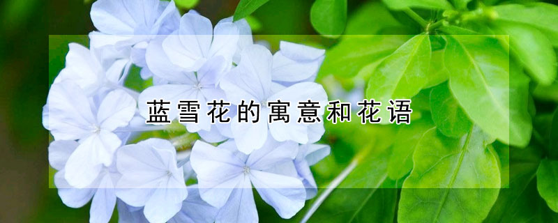 藍(lán)雪花的寓意和花語(yǔ)