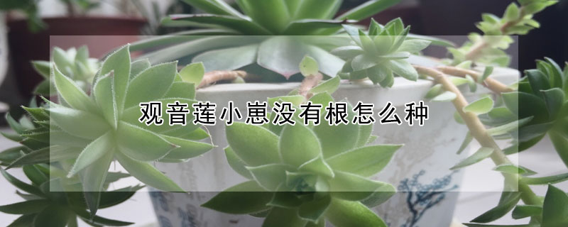 觀音蓮小崽沒有根怎么種