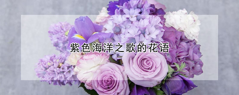 紫色海洋之歌的花語