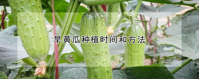 旱黃瓜種植時間和方法