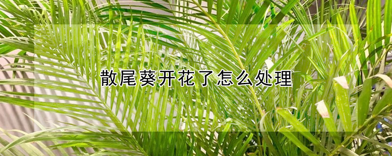 散尾葵開花了怎么處理