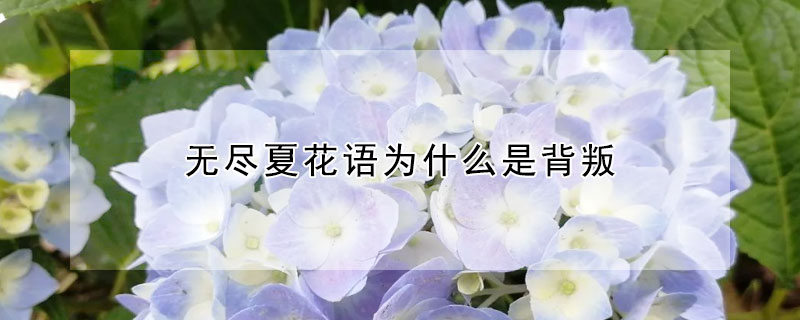 無盡夏花語(yǔ)為什么是背叛