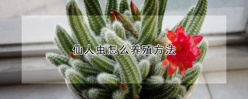 仙人蟲(chóng)怎么養(yǎng)殖方法