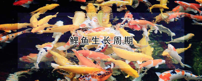 鯉魚生長周期