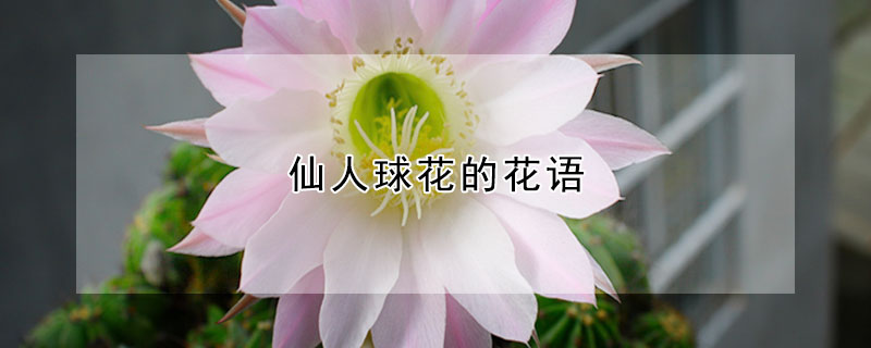 仙人球花的花語