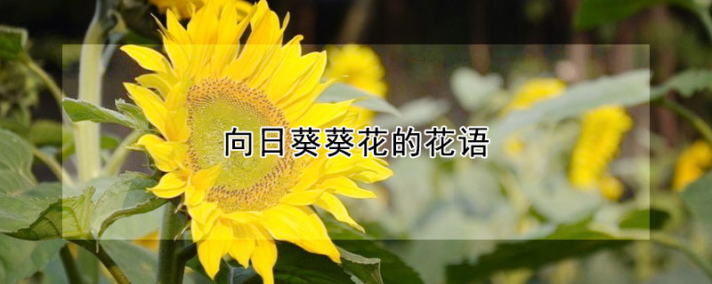 向日葵葵花的花語(yǔ)