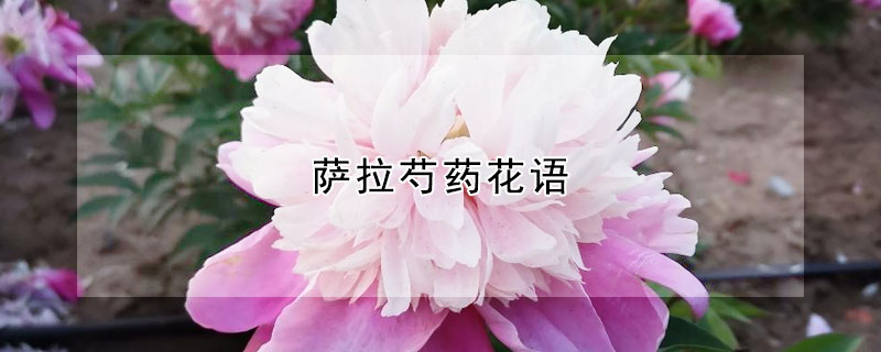 薩拉芍藥花語