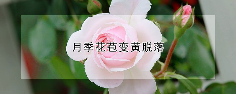 月季花苞變黃脫落