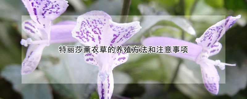 特麗莎薰衣草的養(yǎng)殖方法和注意事項(xiàng)